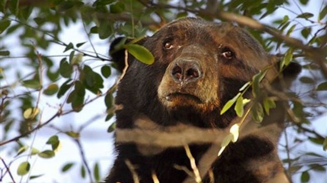Wondering Bear